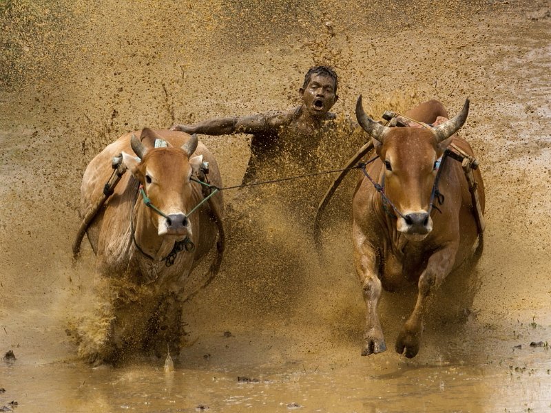 705 - traditional bull race - SUWANDA Deddy - indonesia.jpg
